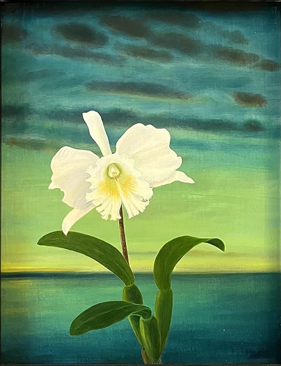 A single white orchid against a teal-green background.