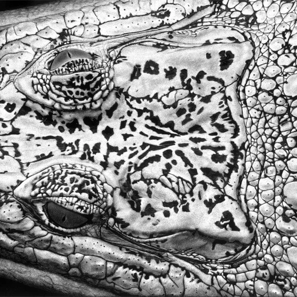 Close-up black-and-white scratchboard drawing of a crocodile's eye and snout, showing intricate scale texture.