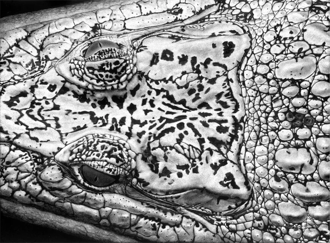 Close-up black-and-white scratchboard drawing of a crocodile's eye and snout, showing intricate scale texture.