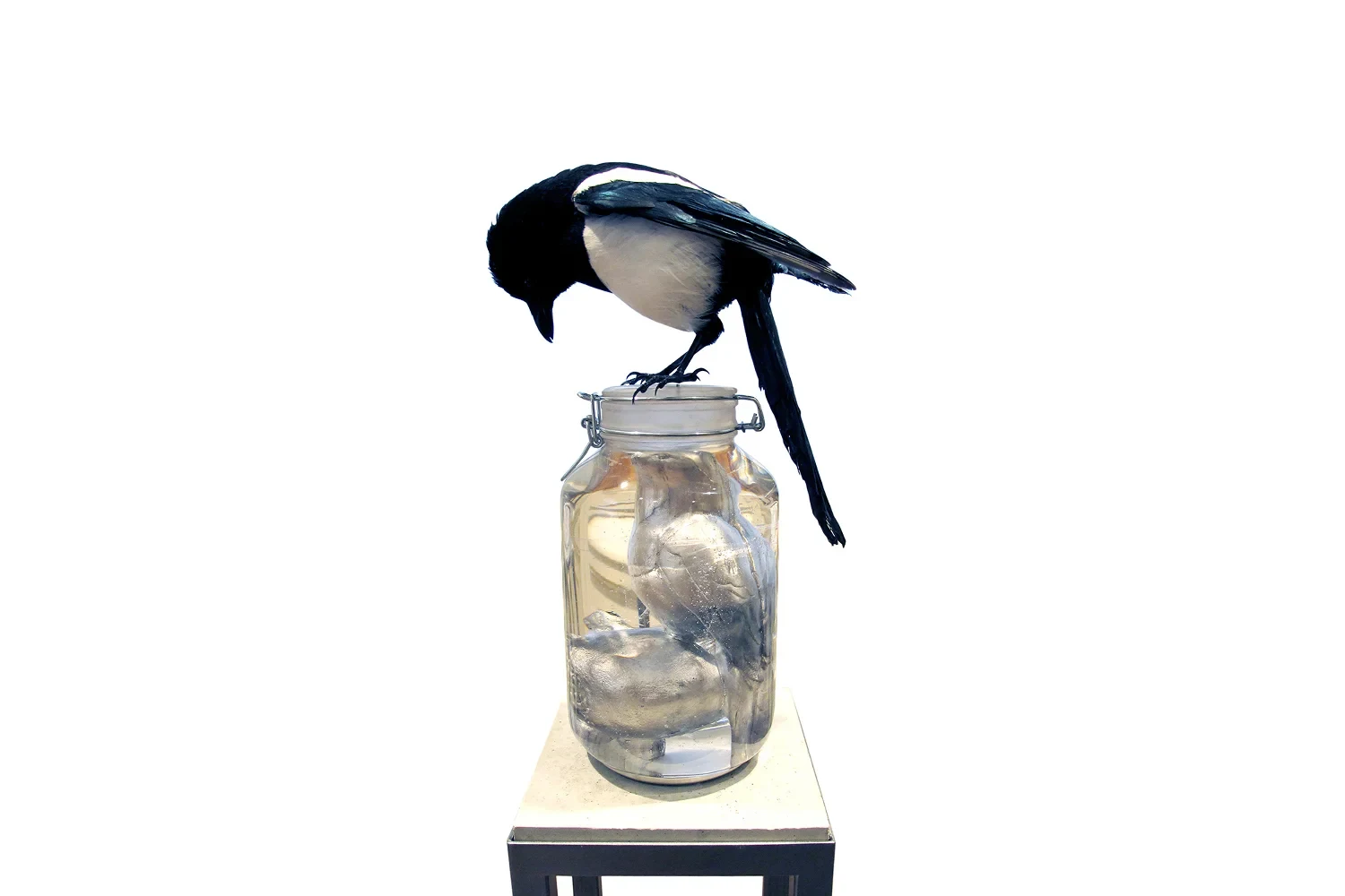 A taxidermied magpie perched on the lid of a glass preserving jar containing sculpted bird forms.