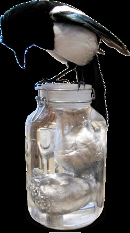 A magpie standing on a glass jar with pale sculptural bird shapes visible inside.