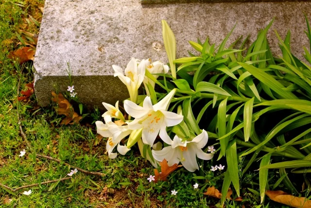 Photograph by Louis Zoellar Bickett.