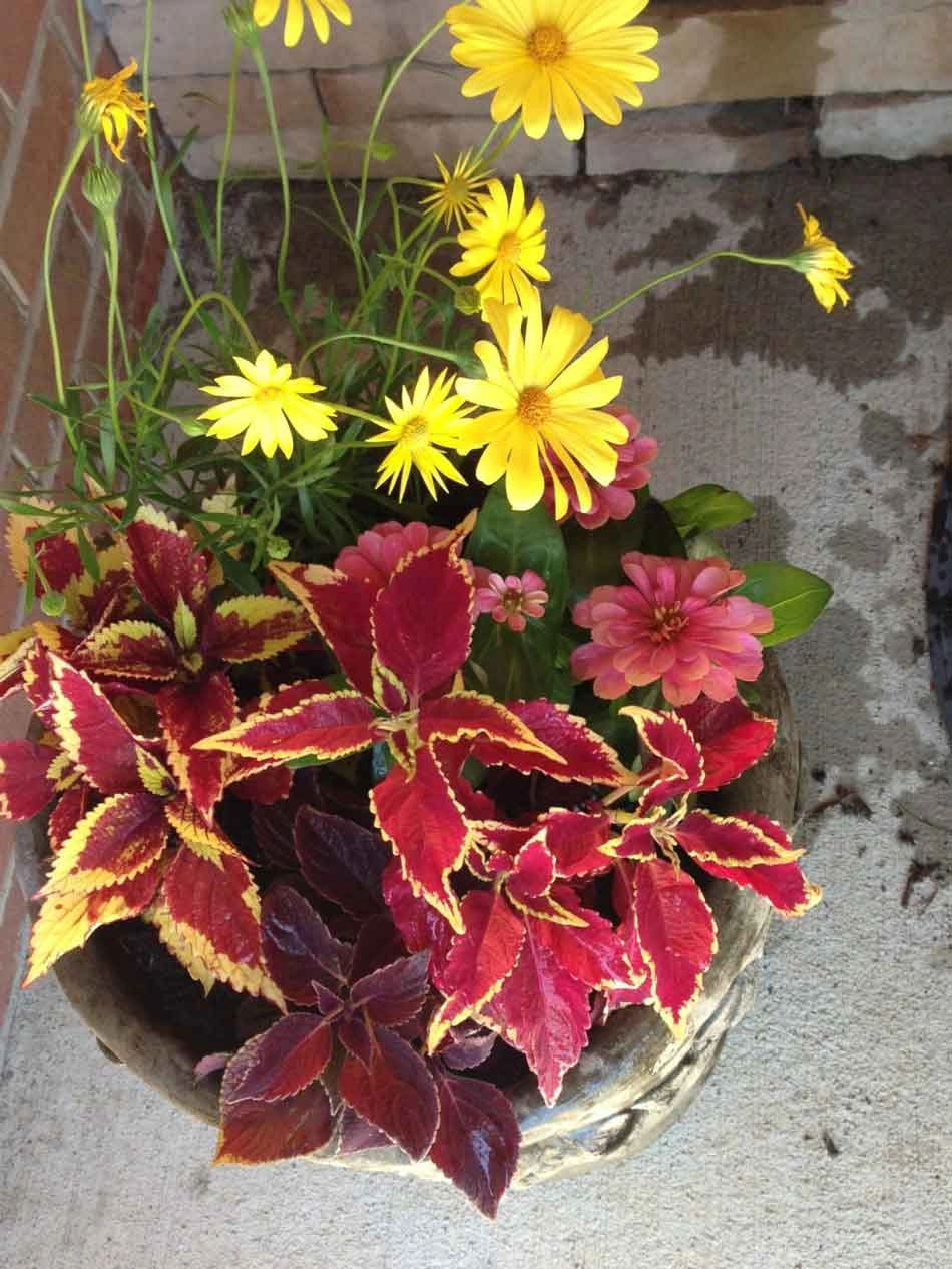 The author’s pot of annuals.