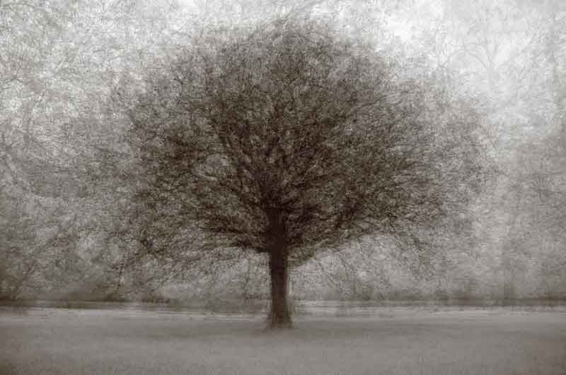 Mercer County White Oak – Kent Krugh.