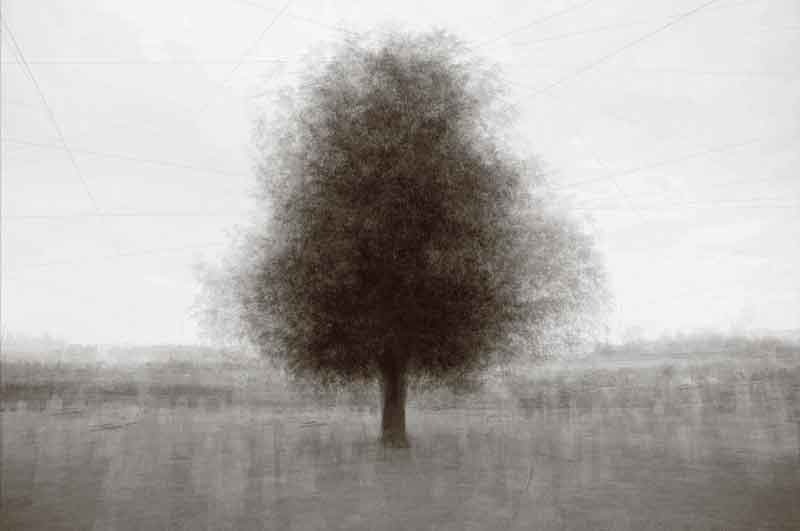 Old Brock-Boyd Juniper – Kent Krugh.