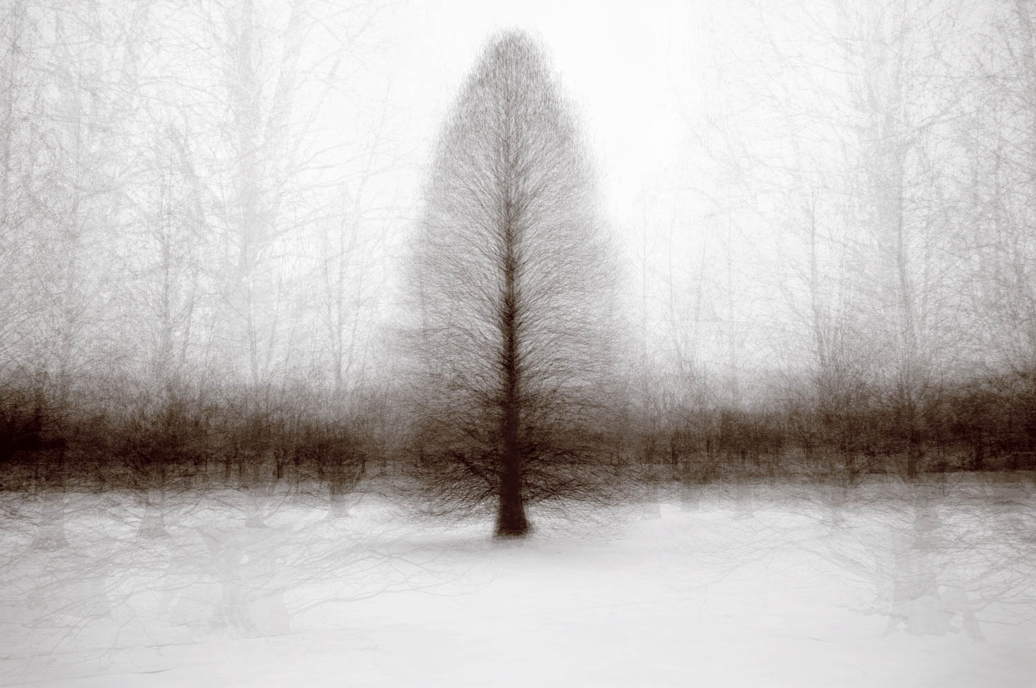 Miami Whitewater Forest Bald Cypress – Kent Krugh. Image from the artist’s website.