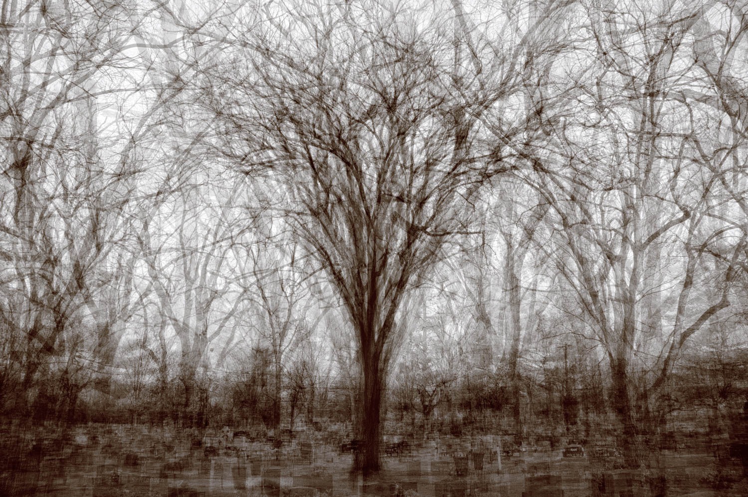 St Marys Fairfield Chinese Elm – Kent Krugh. Image from the artist’s website.