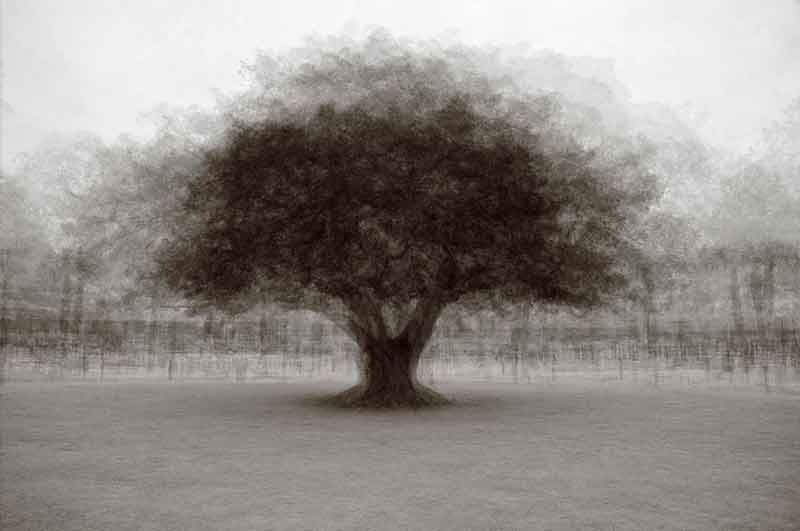St Simons Juniper – Kent Krugh.