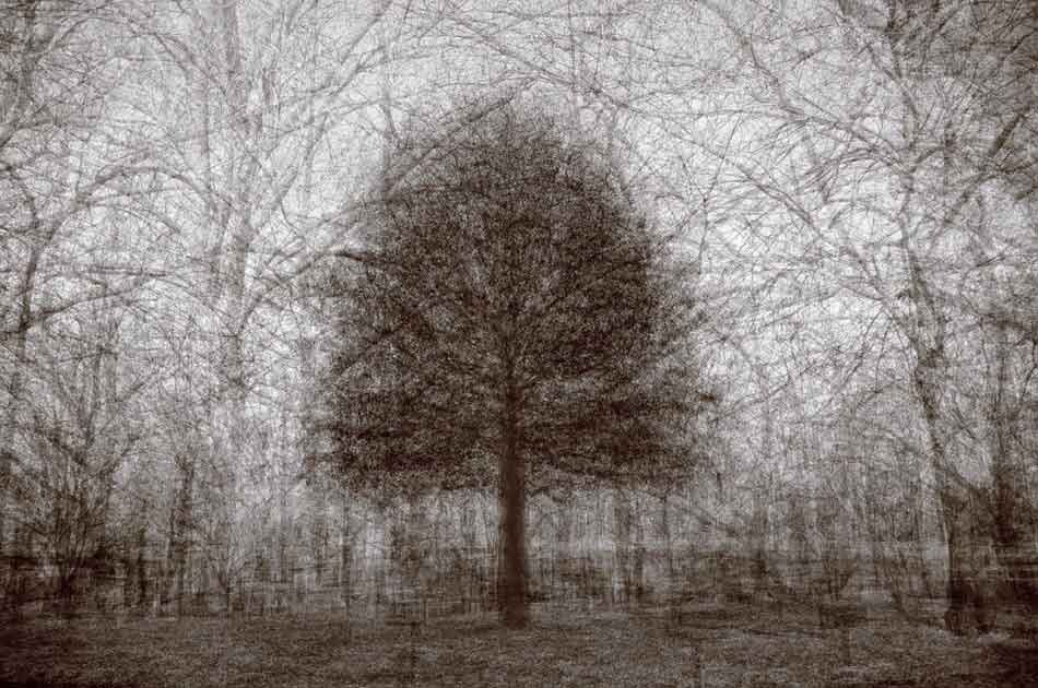 Eden Park White Oak No 2 – Kent Krugh.