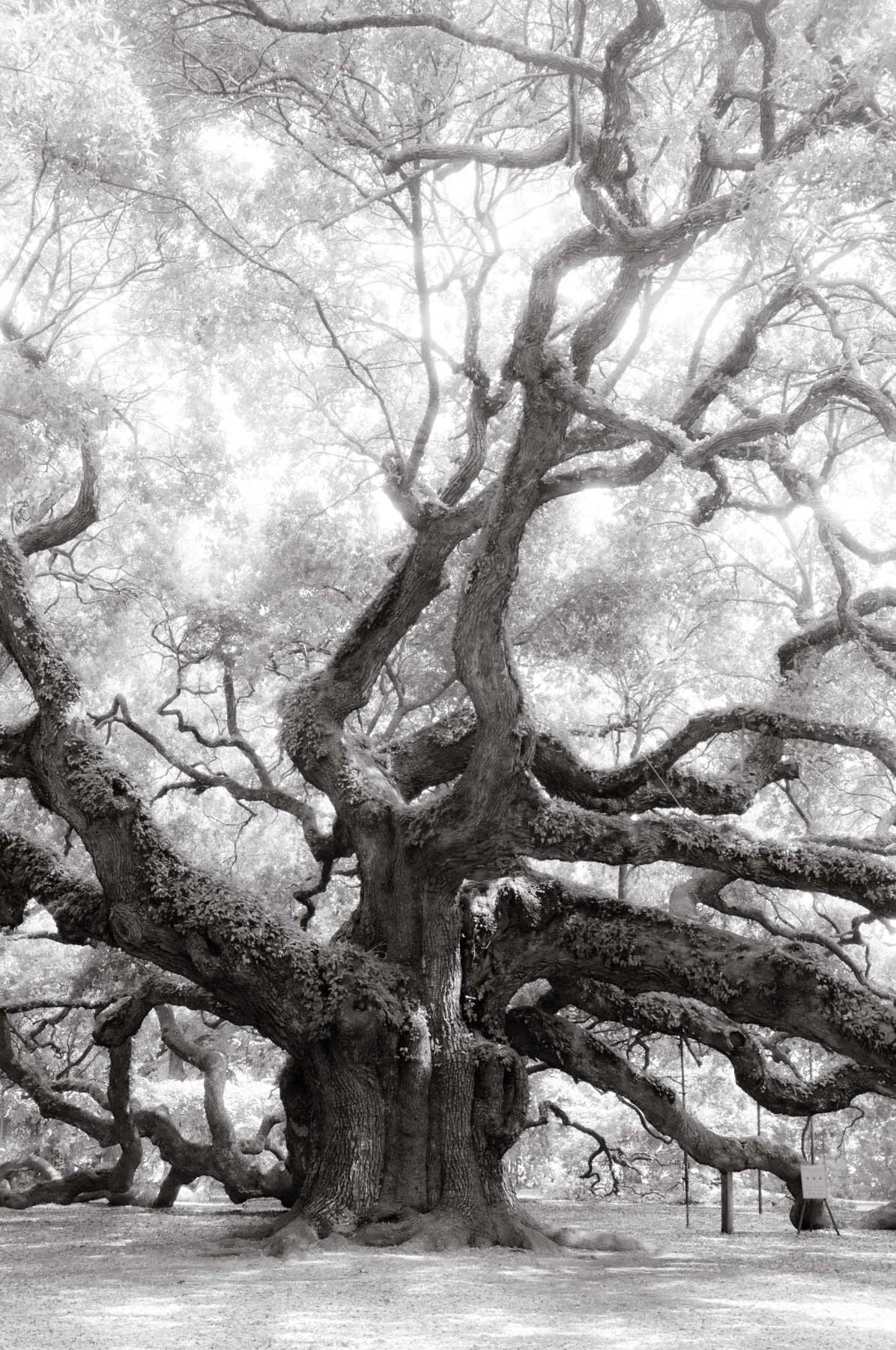 Kent Krugh, Angel Oak No. 12: black-and-white photograph of the sprawling Angel Oak tree with its long twisting limbs.