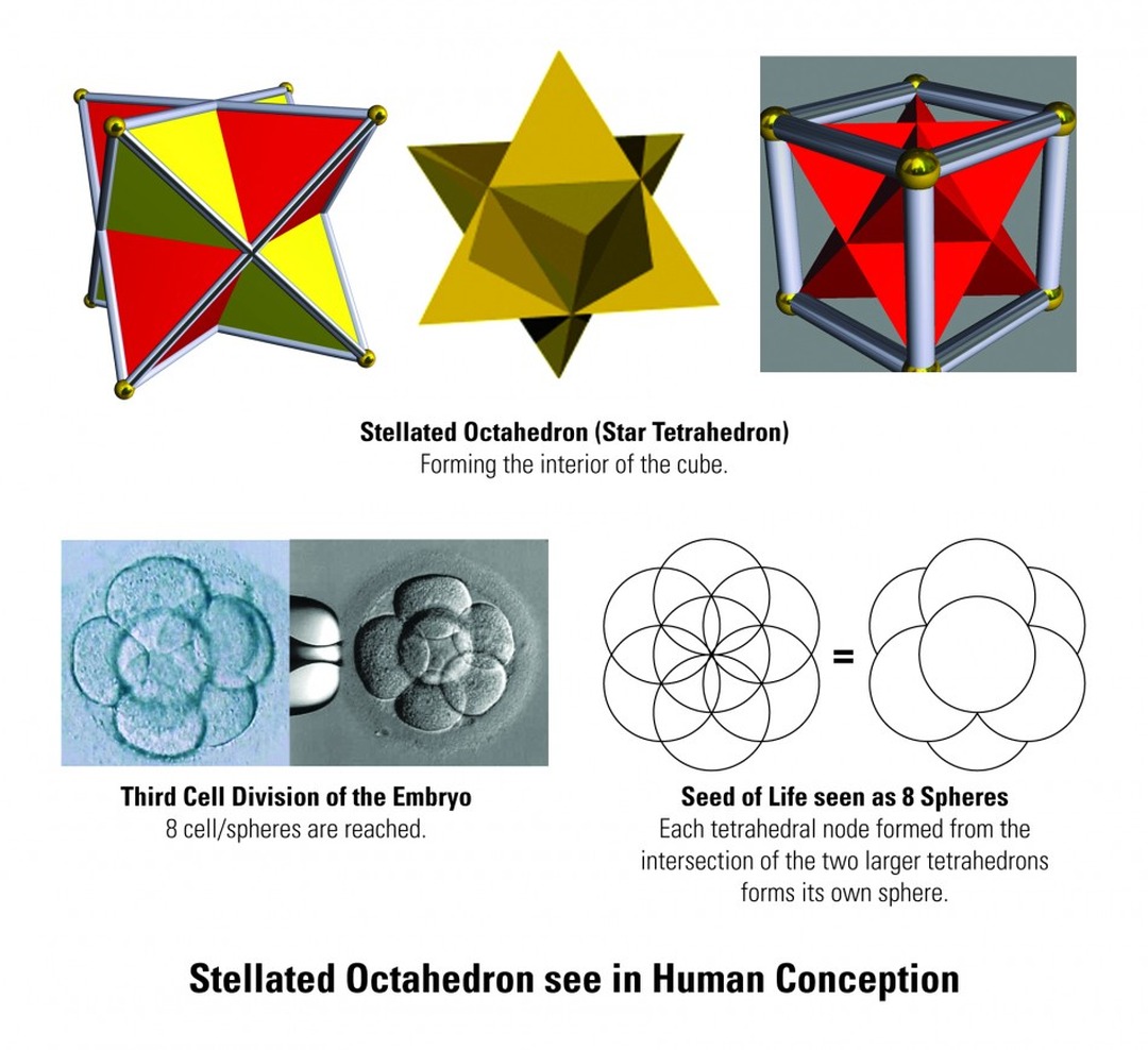 Dustin Pike, Stellated Octahedron and Human Conception. Image from AEQAI.