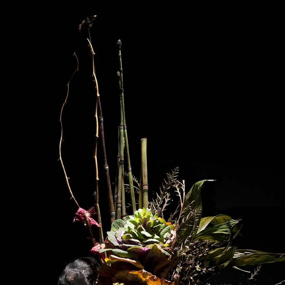 Tropical still life photograph with dark background by Emily Hanako Mamohara