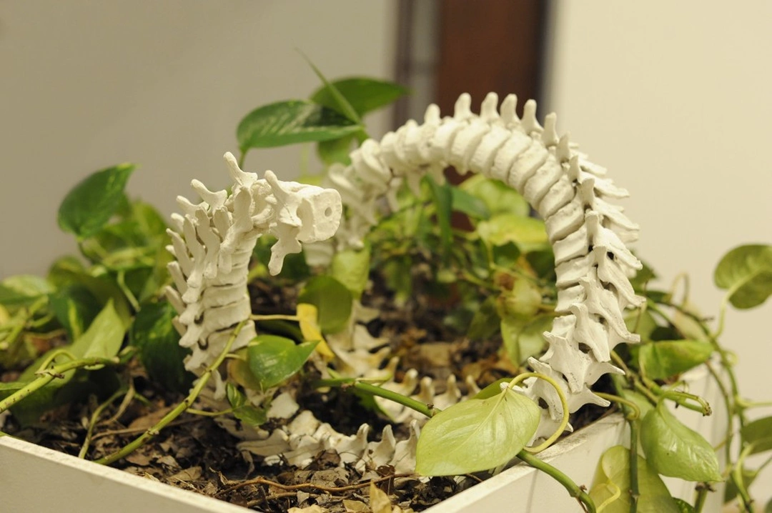 Bones 17. From “Evolution,” Jeremy Johnson and Aaron Kent, Prairie Gallery, Cincinnati, 2013.