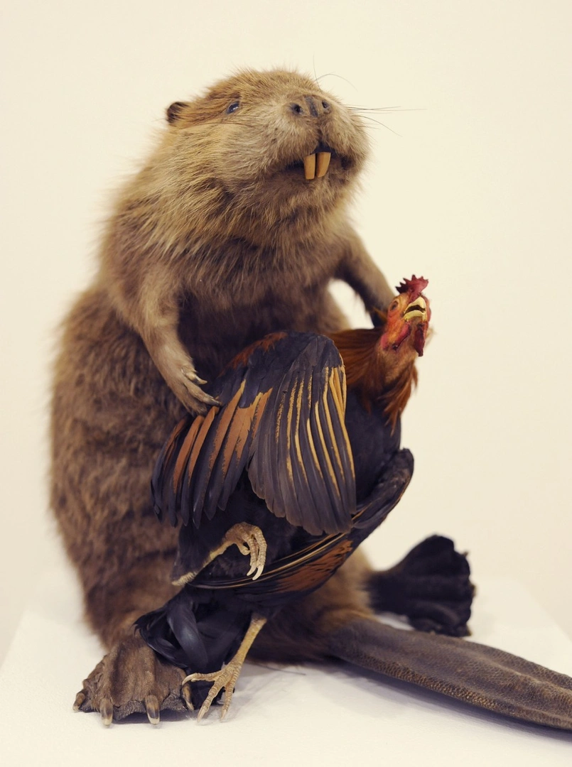 Beaver and Cock, 2012. From “Evolution,” Jeremy Johnson and Aaron Kent, Prairie Gallery, Cincinnati, 2013.
