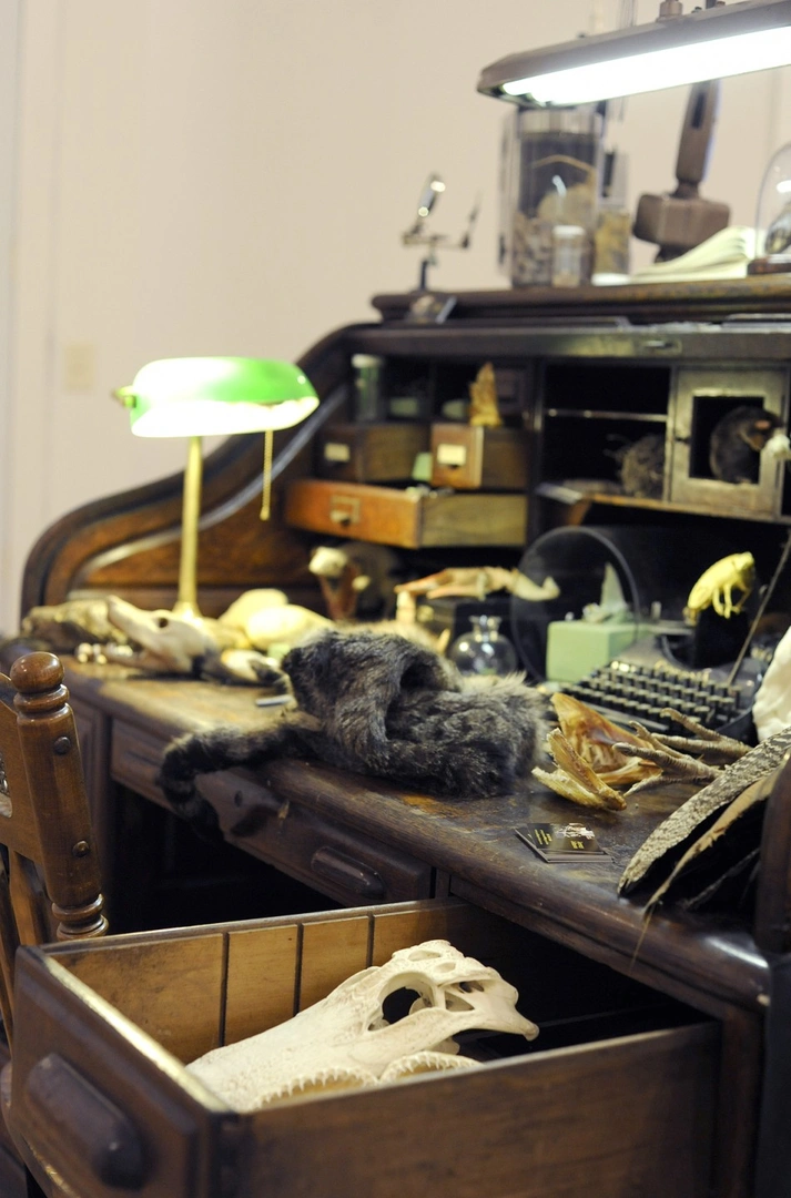 Roll-top desk covered with specimens, bones, a green banker’s lamp and small instruments, with an open drawer holding a skull.