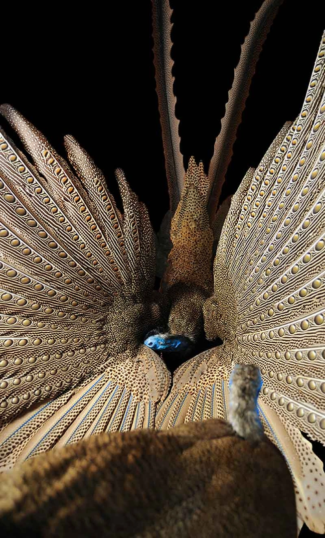 Digital image of two great argus pheasants with fanned, eye-spotted wing feathers on either side of a small blue-headed bird, against a black background.