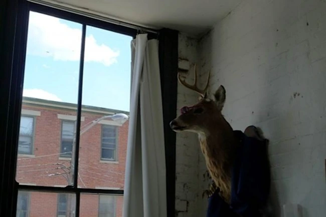 Mounted deer head on a whitewashed brick wall beside a tall window with a white curtain, with a brick building visible outside.