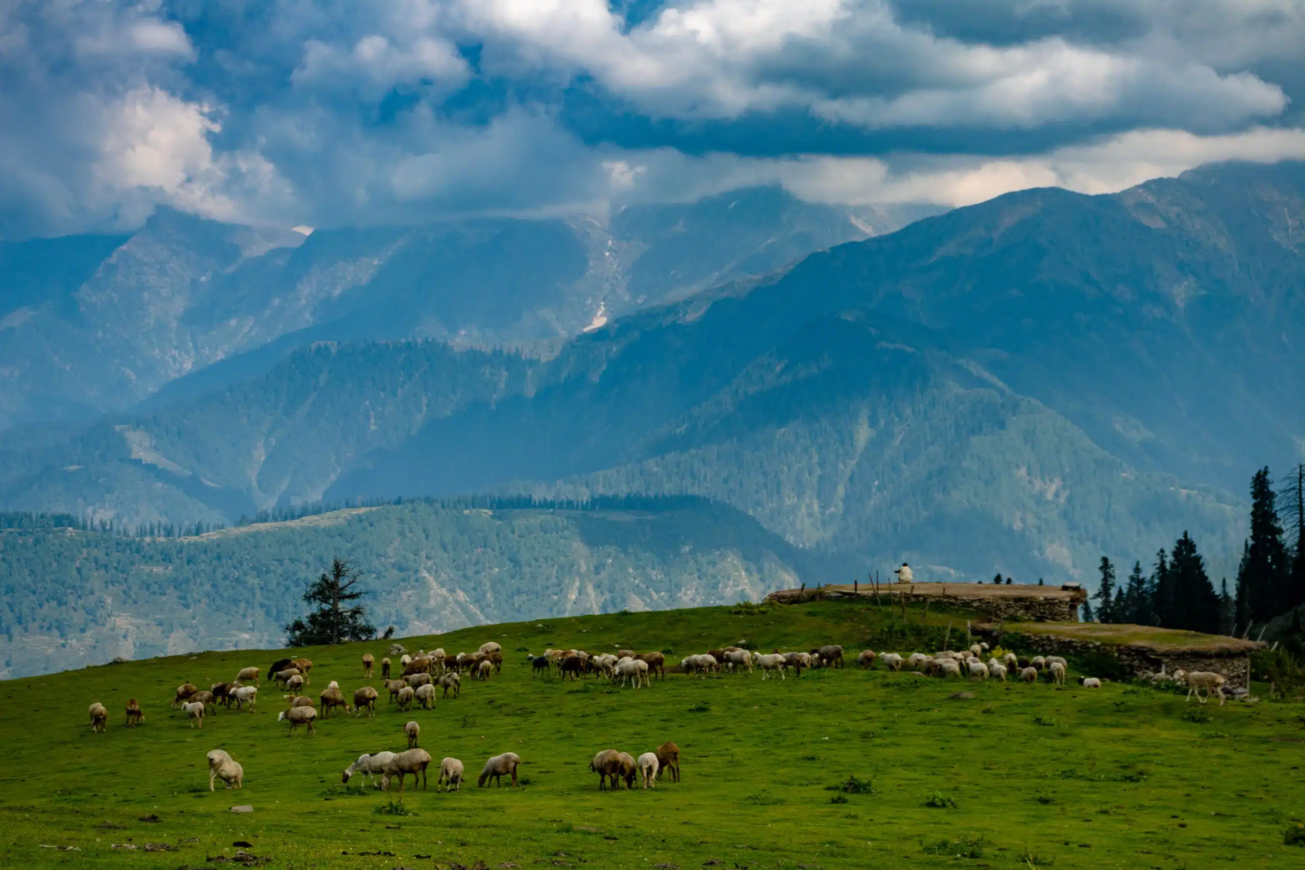 A flock of sheep grazing on a green hillside with layered forested mountains and cloudy sky in the background.