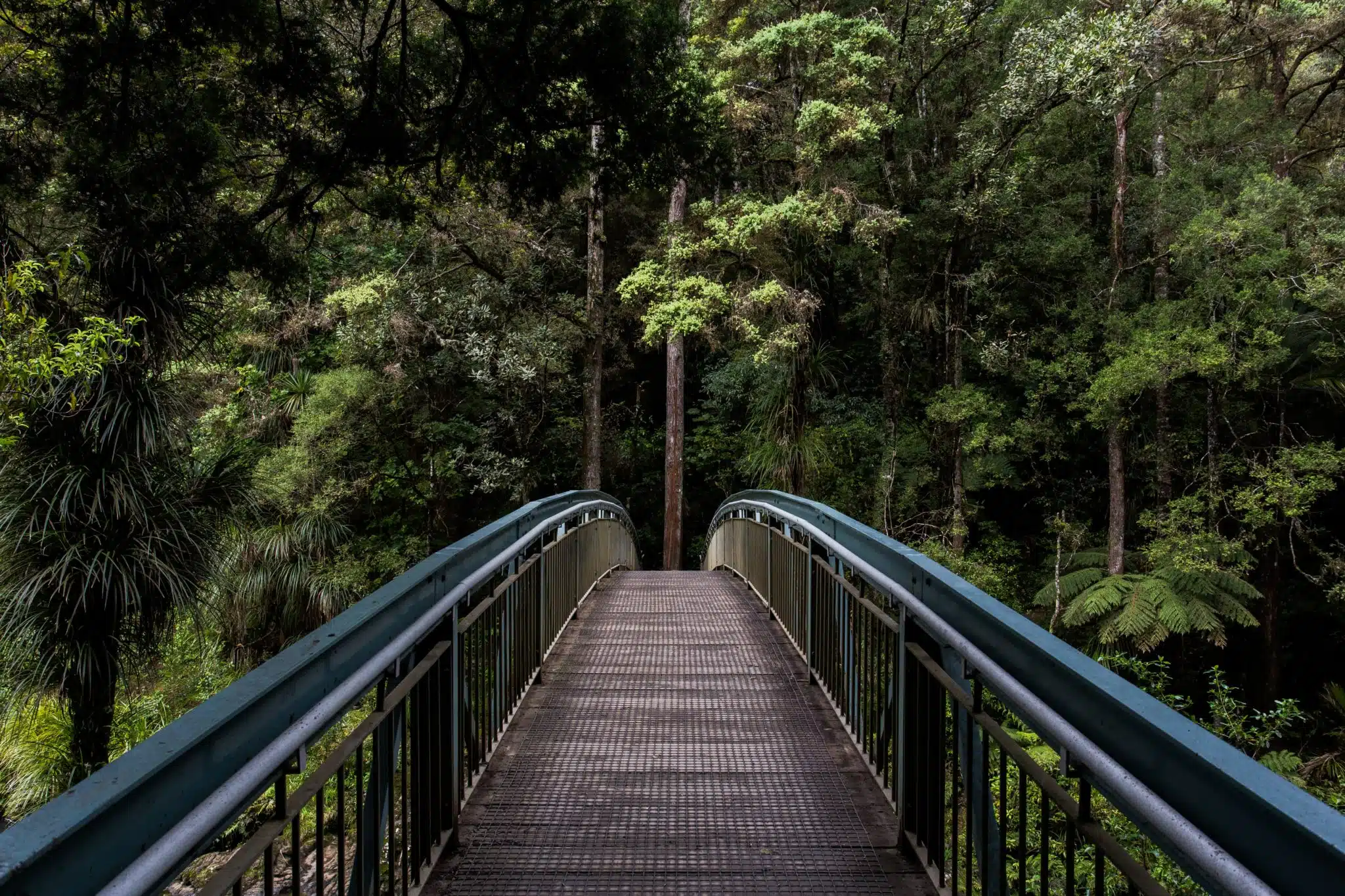 Metal pedestrian bridge with blue railings leading into dense green forest.