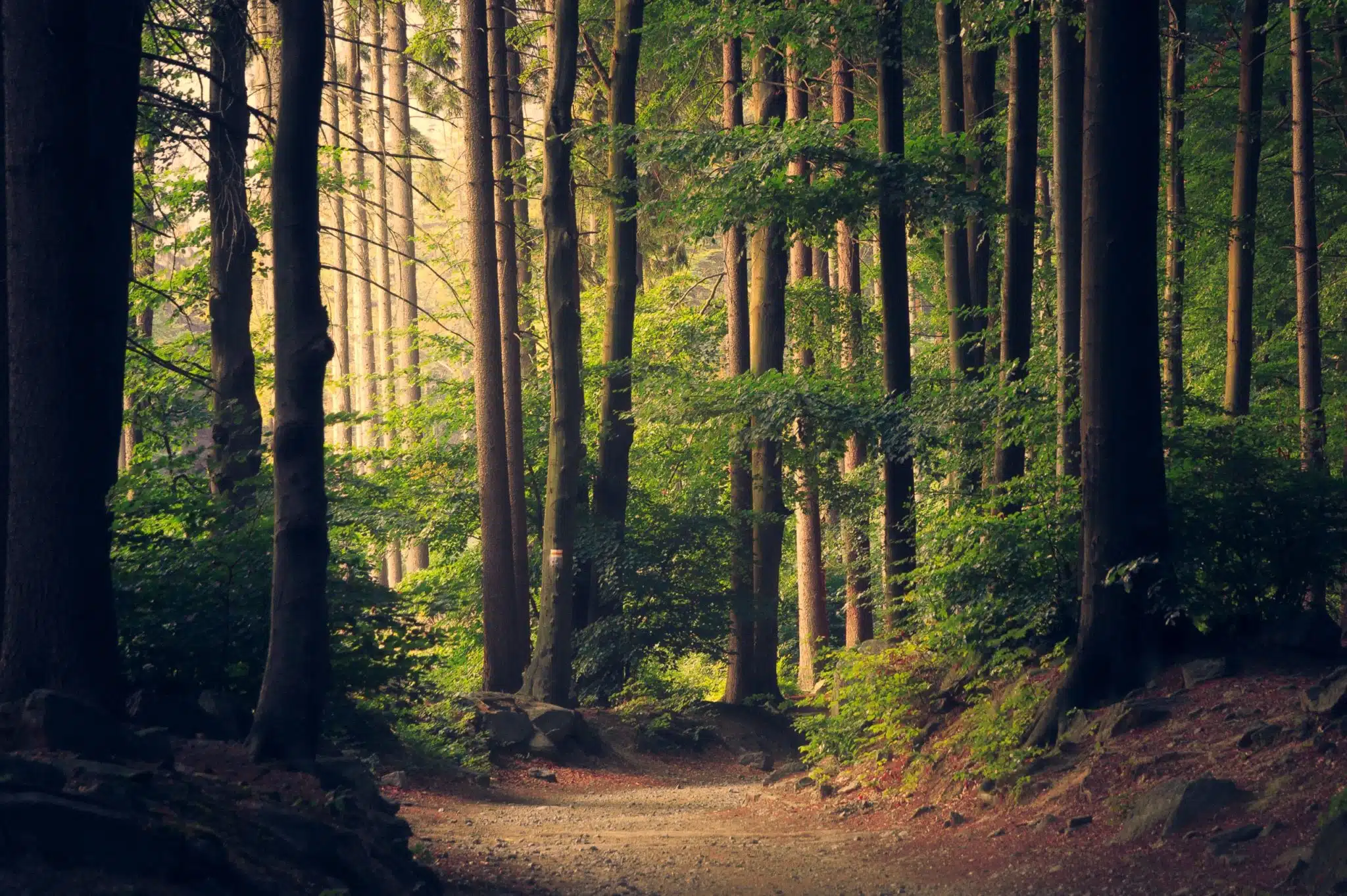 Sunlit forest path surrounded by tall trees with green foliage.