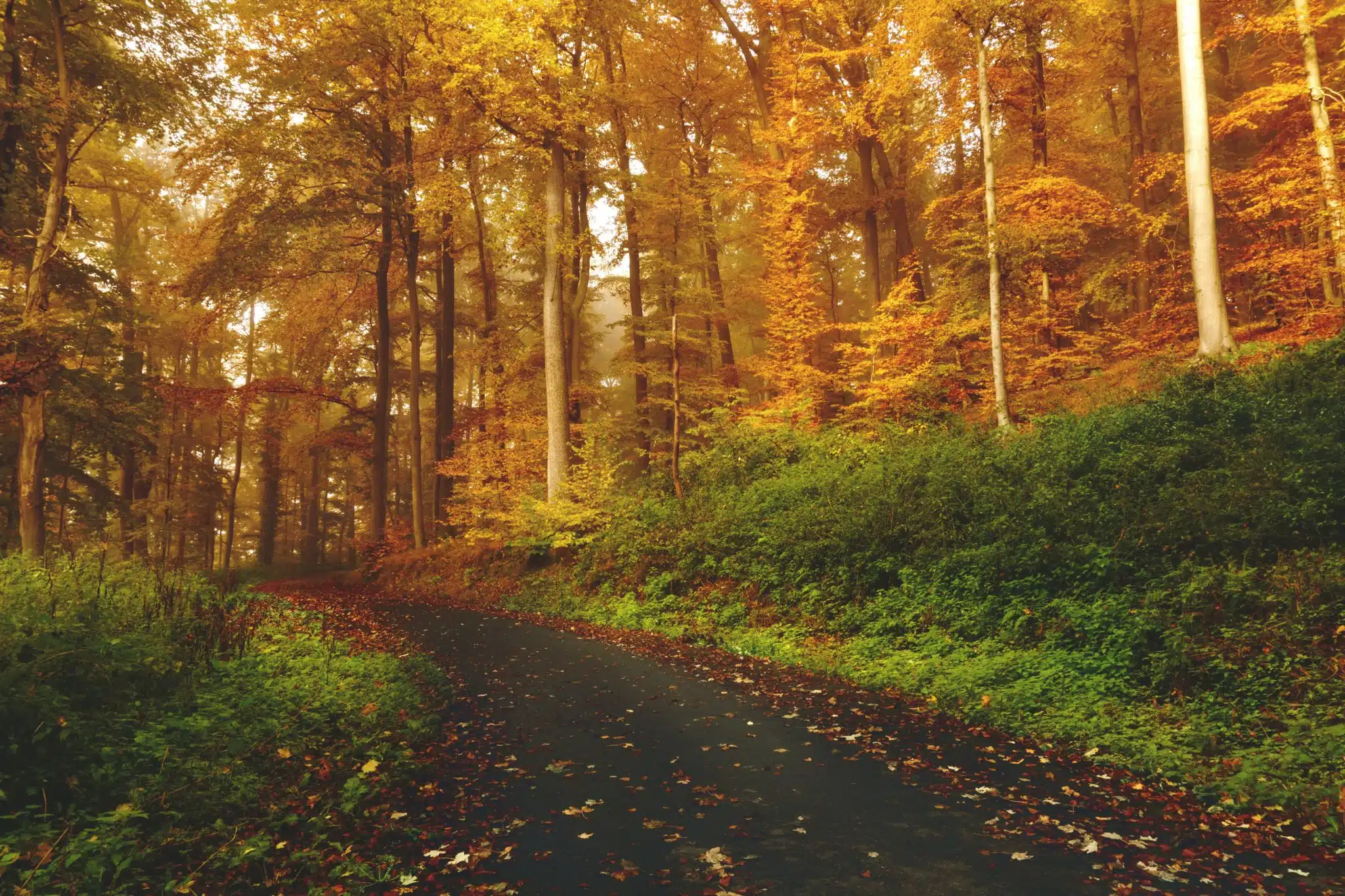 Winding forest path covered with fallen autumn leaves surrounded by trees with golden and green foliage.