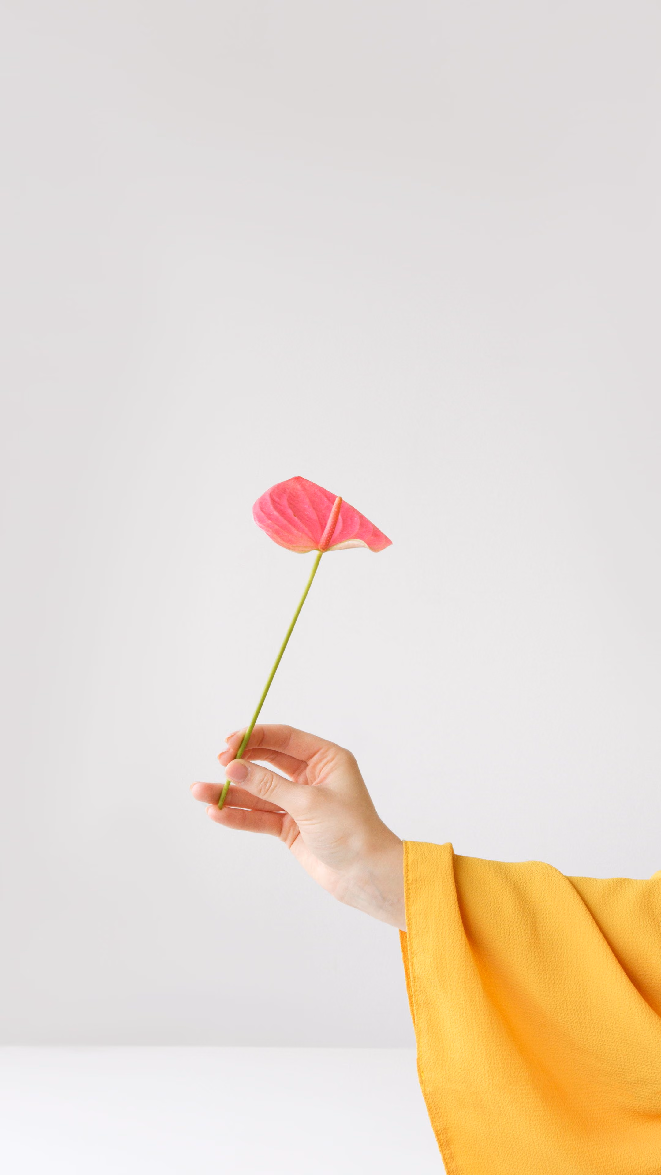 Hand in gelbem Ärmel hält eine einzelne rosa Anthurium-Blume mit langem Stiel vor weißem Hintergrund.