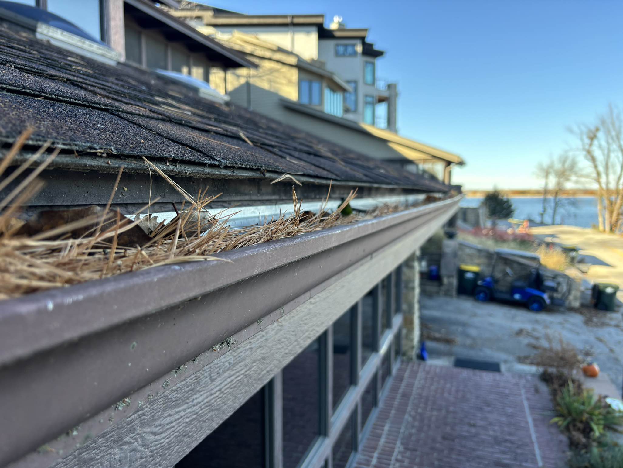 Gutter packed with pine needles and debris along the edge of a shingled roof