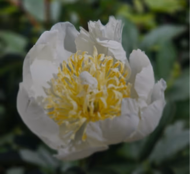 white flower on a garden