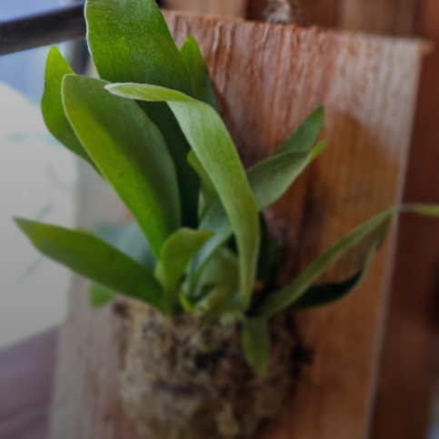 plants on a wooden stack