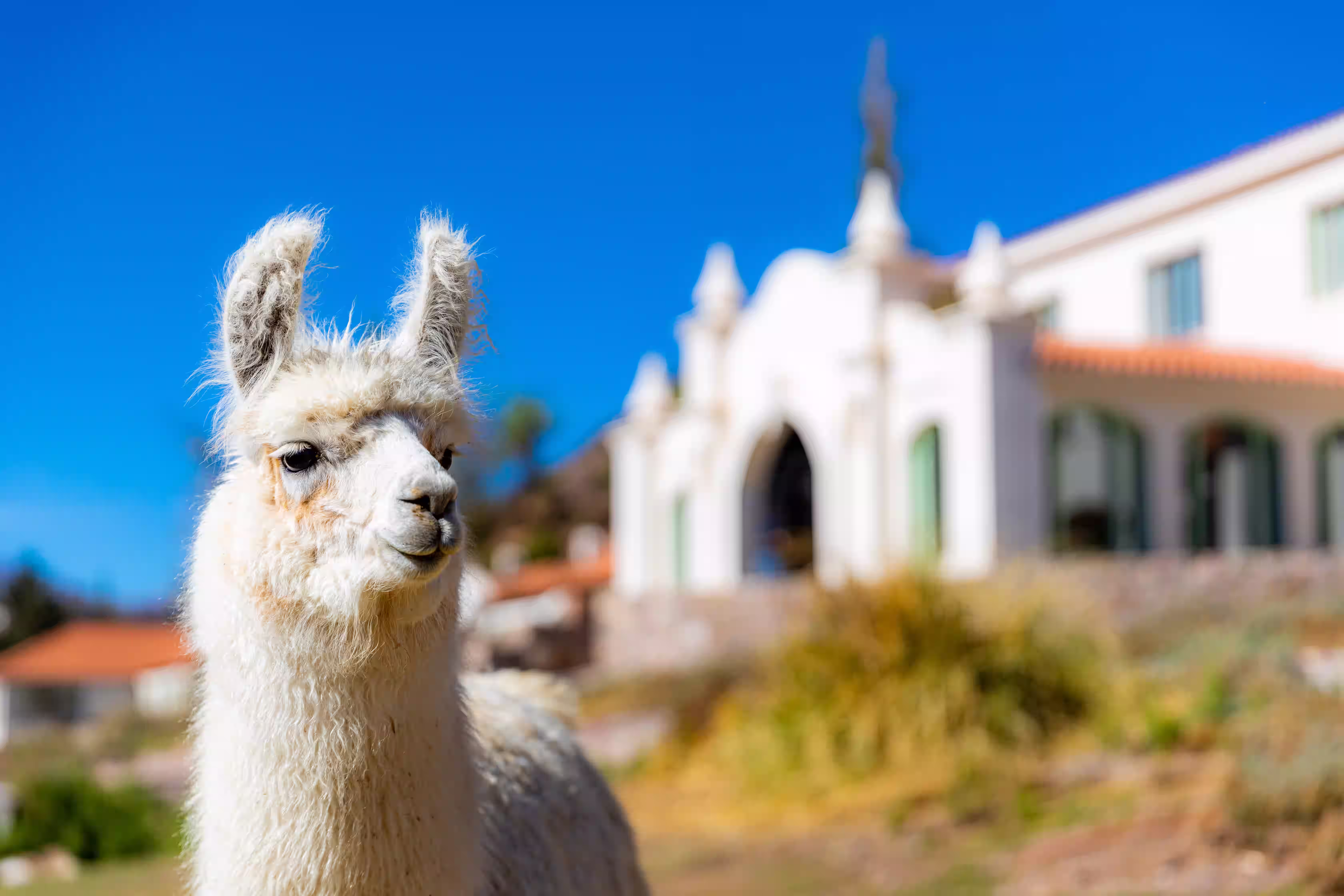 Fauna de Hotel Huacalera