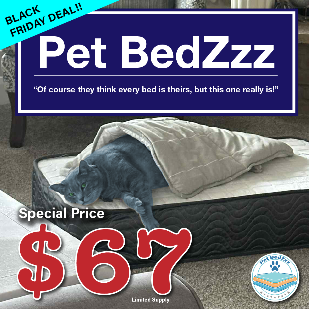 Cute cat laying on a mattress