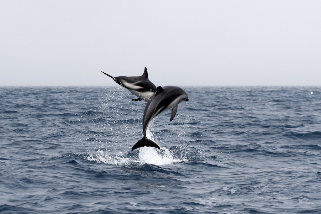 avistaje de delfines en puerto madryn agencia punta tombo turismo