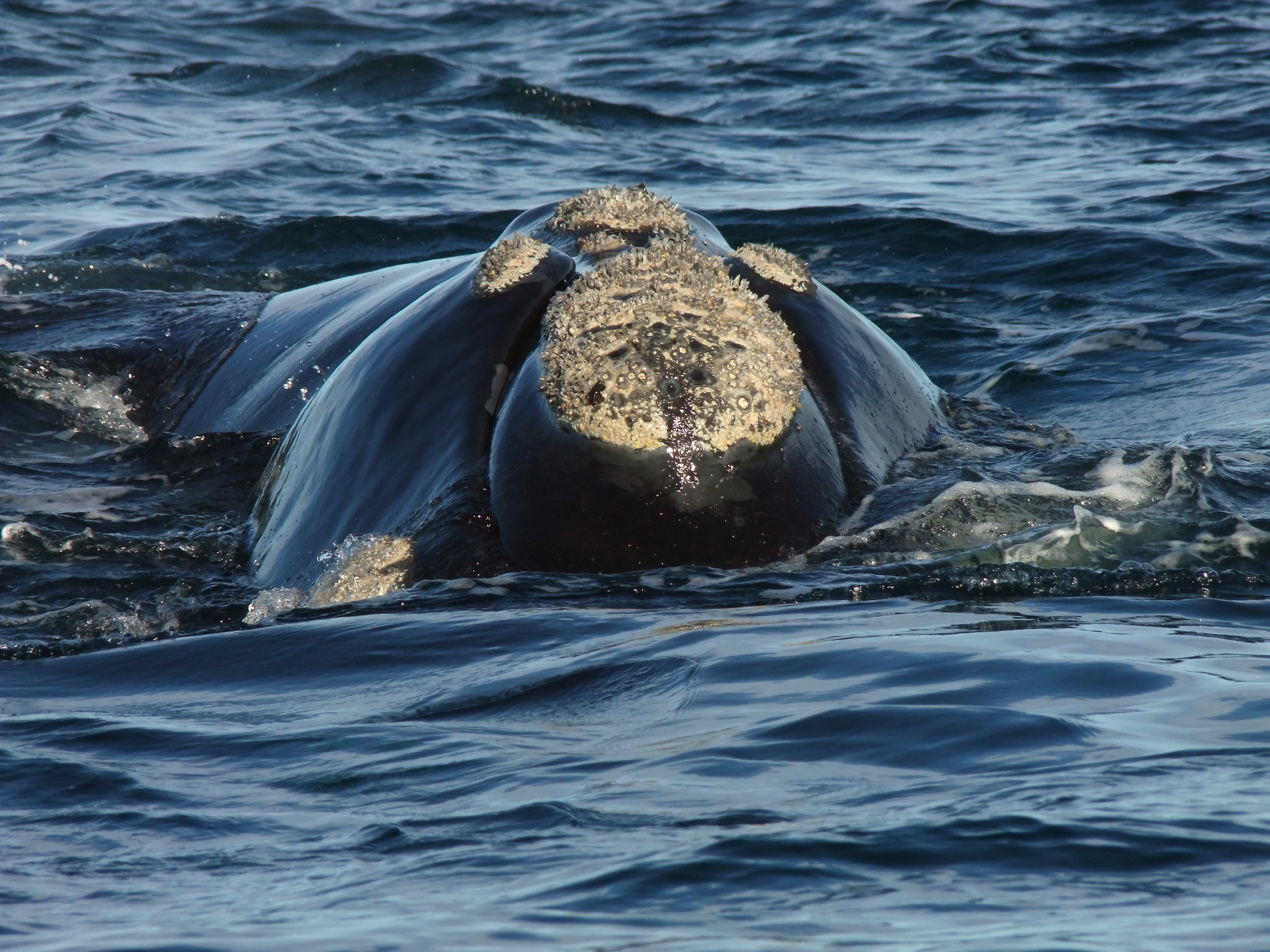 avistaje de ballena en peninsula valdes, agencia punta tombo turismo