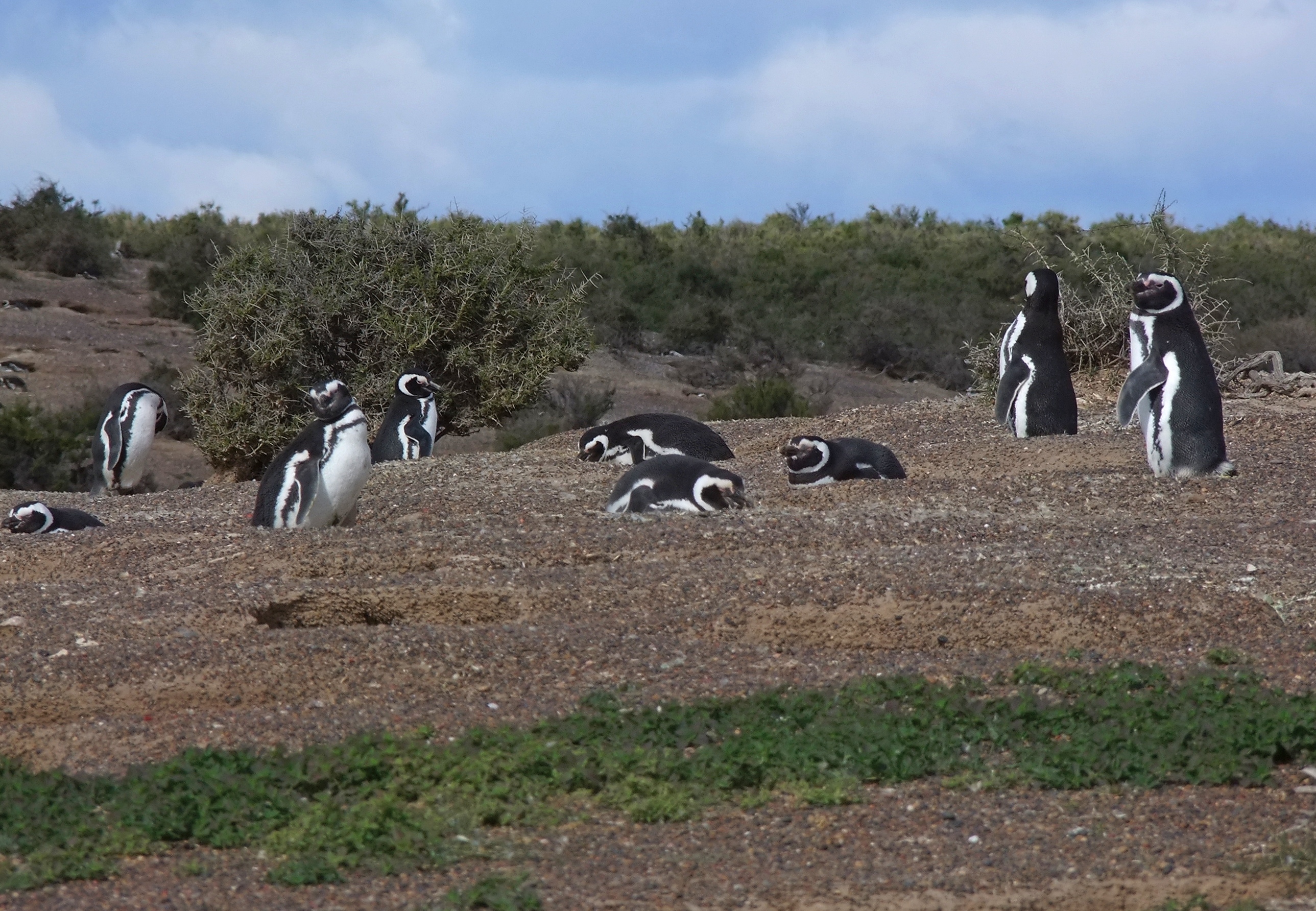 Pinguinos de magallenes en pinguinera punta tombo, patagonia