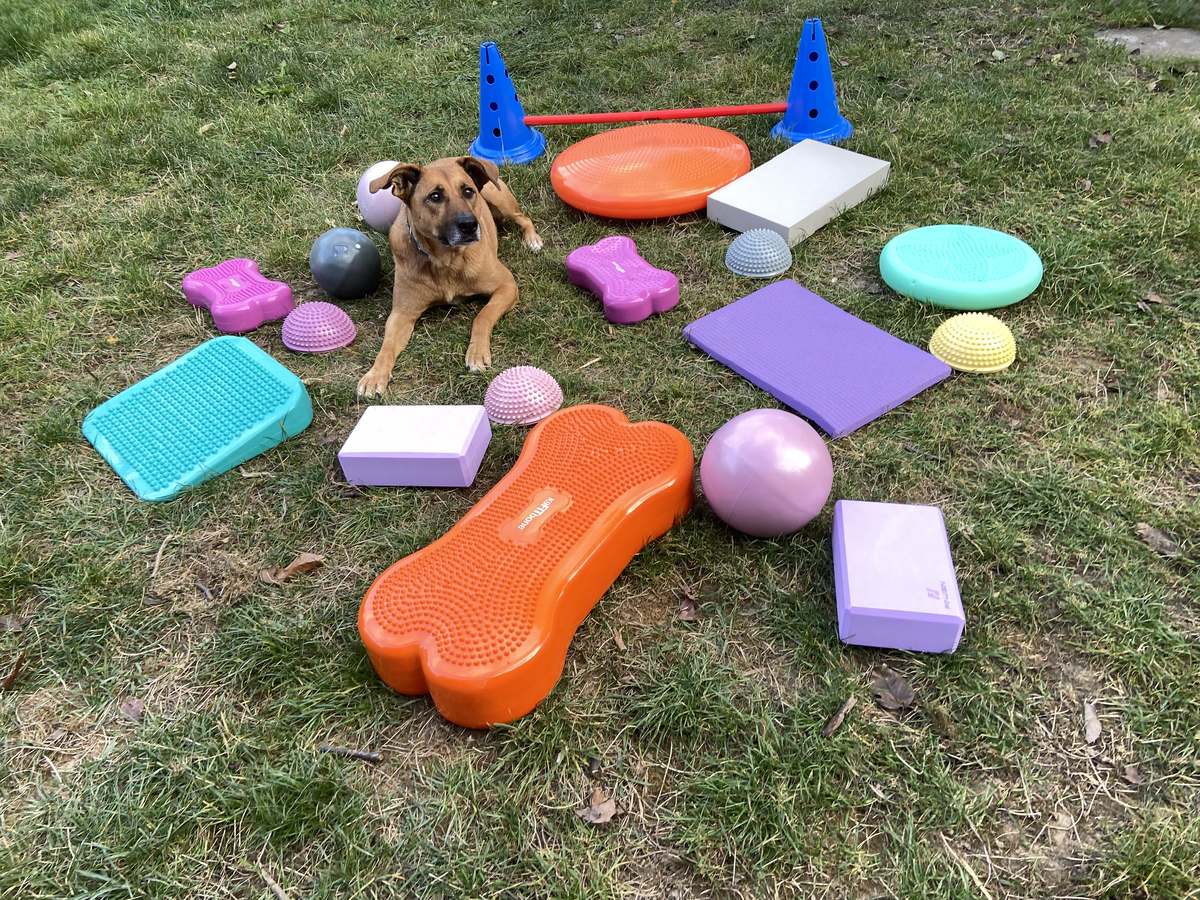 Egy barna kutya fekszik a füvön, körülötte különböző kutyafizioterápiás eszközök – egyensúlypárnák, instabil platformok, félgömbök, bóják, jógatéglák és labdák – elrendezve egy kültéri rehabilitációs gyakorlótérként.