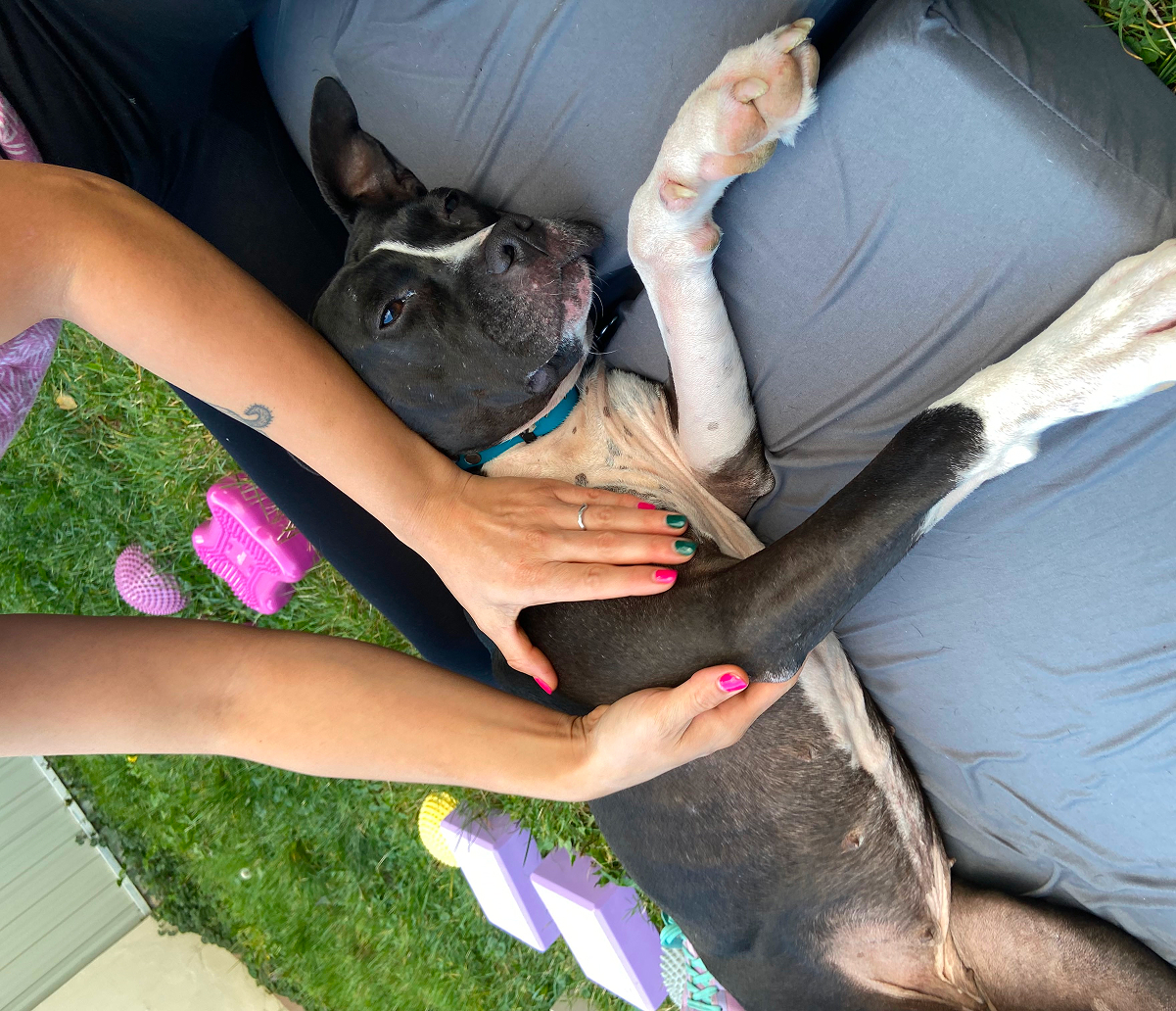 Egy rövid szőrű, fekete-fehér kutya az oldalán fekszik egy szivacsmatracon a fűben, miközben a terapeuta manuálisan mobilizálja az elülső végtagot a vállízület körüli izmok lazítása céljából.