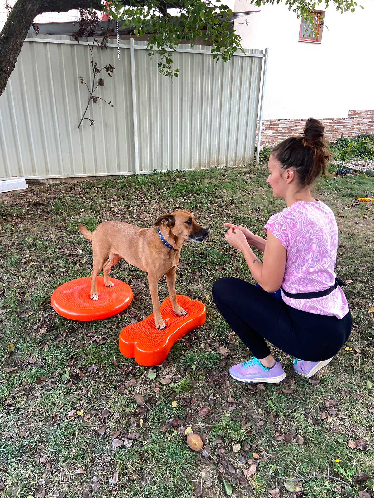 Egy közepes termetű kutya áll két különböző formájú, narancssárga egyensúlyozó eszközön egy füves udvarban, miközben a kezelője motivációs jutalommal segíti a pozíció megtartását a fizioterápiás gyakorlat során.
