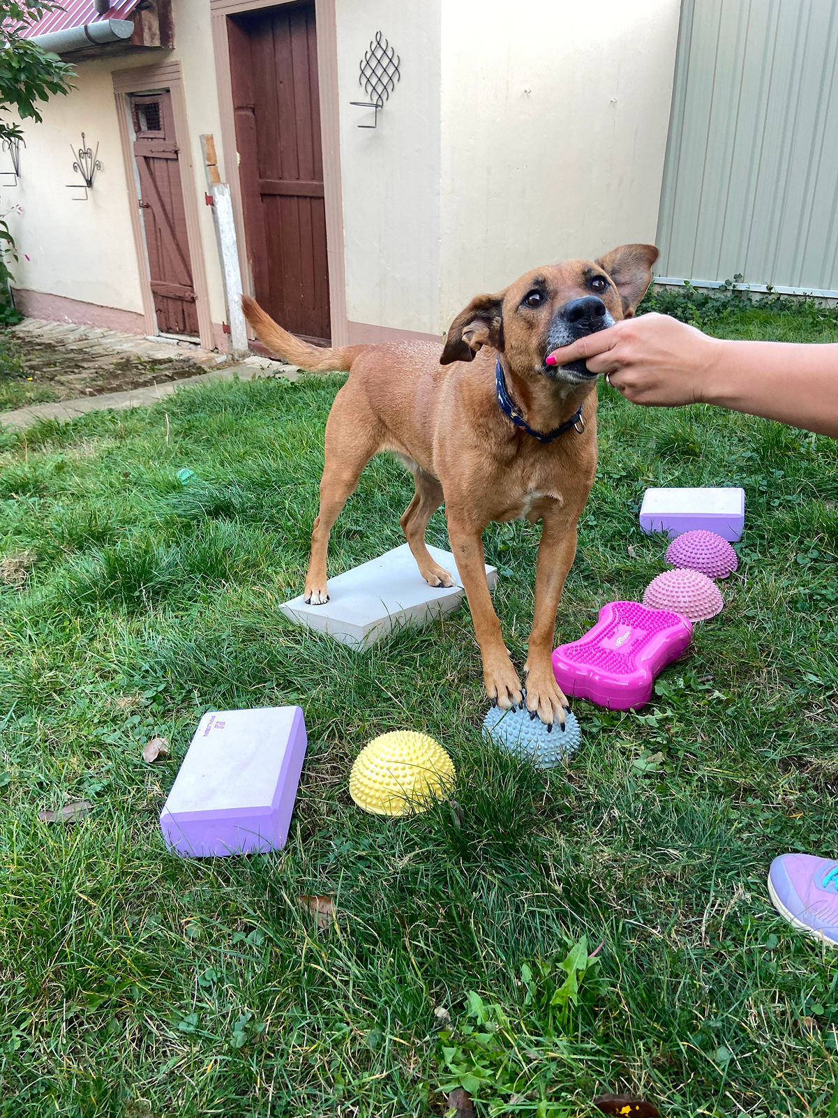 image of a dog being groomed at a modern pet store
