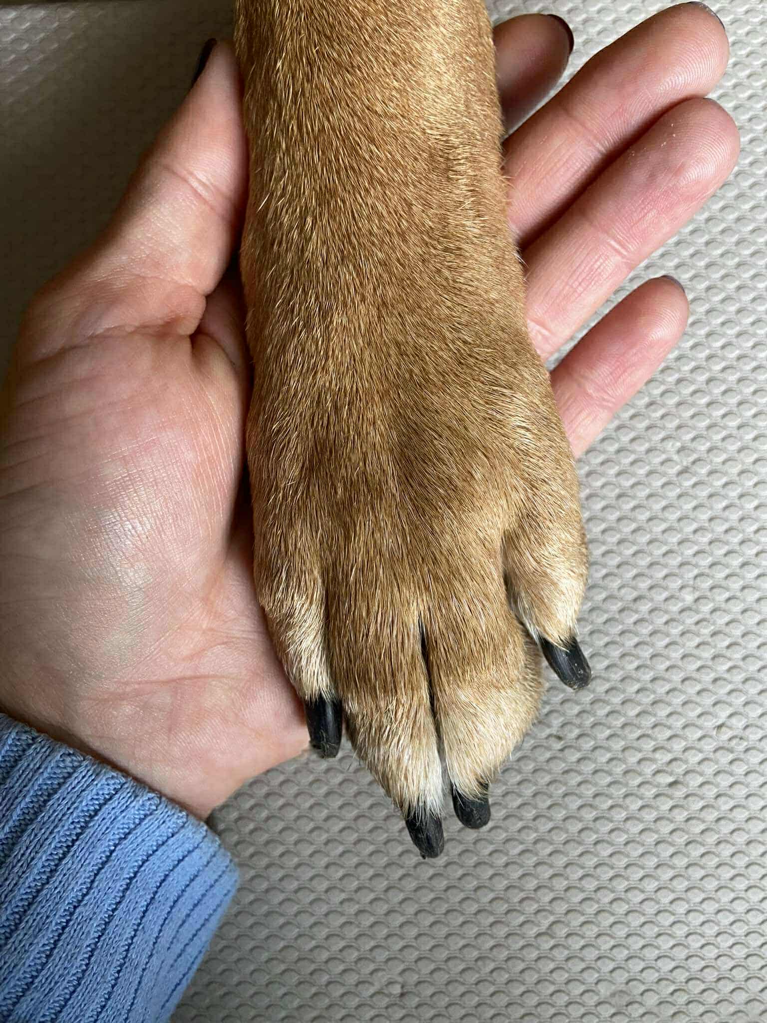 image of animal training session