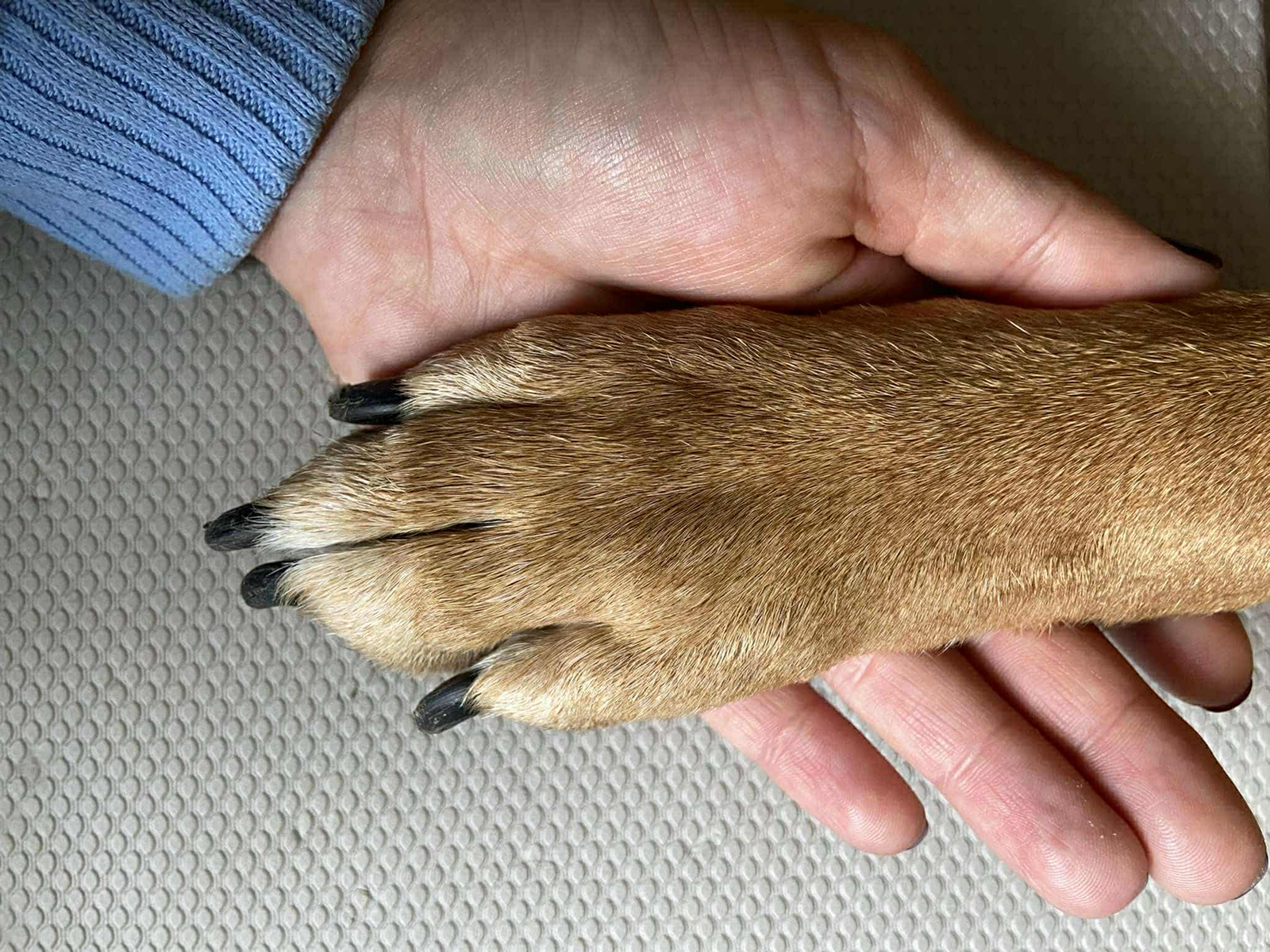 image of animal training session