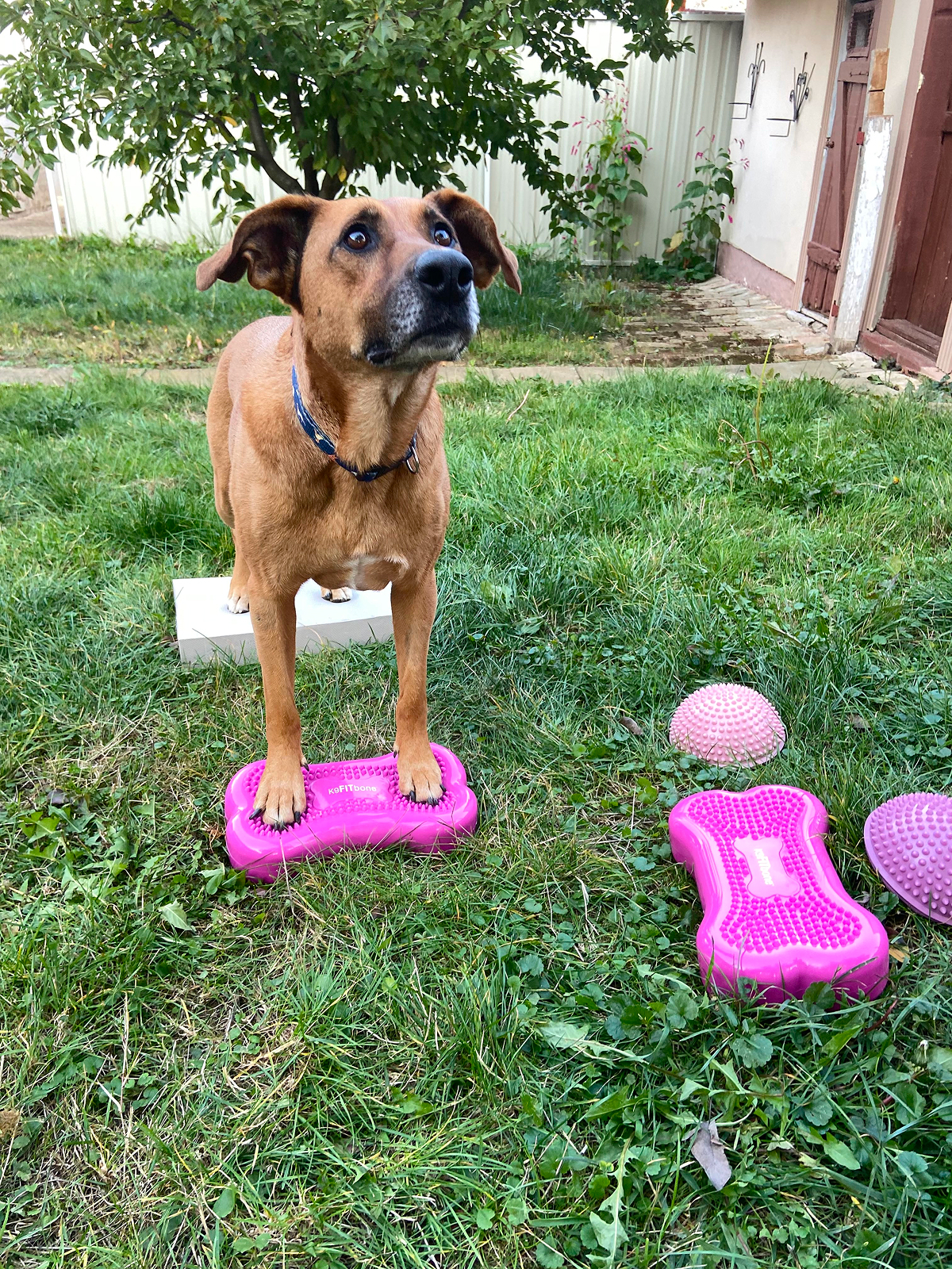 Kutya egyensúlyfejlesztő gyakorlatot végez rózsaszín fizioterápiás párnákon a kertben, a Kutyabaj fizio foglalkozásán.