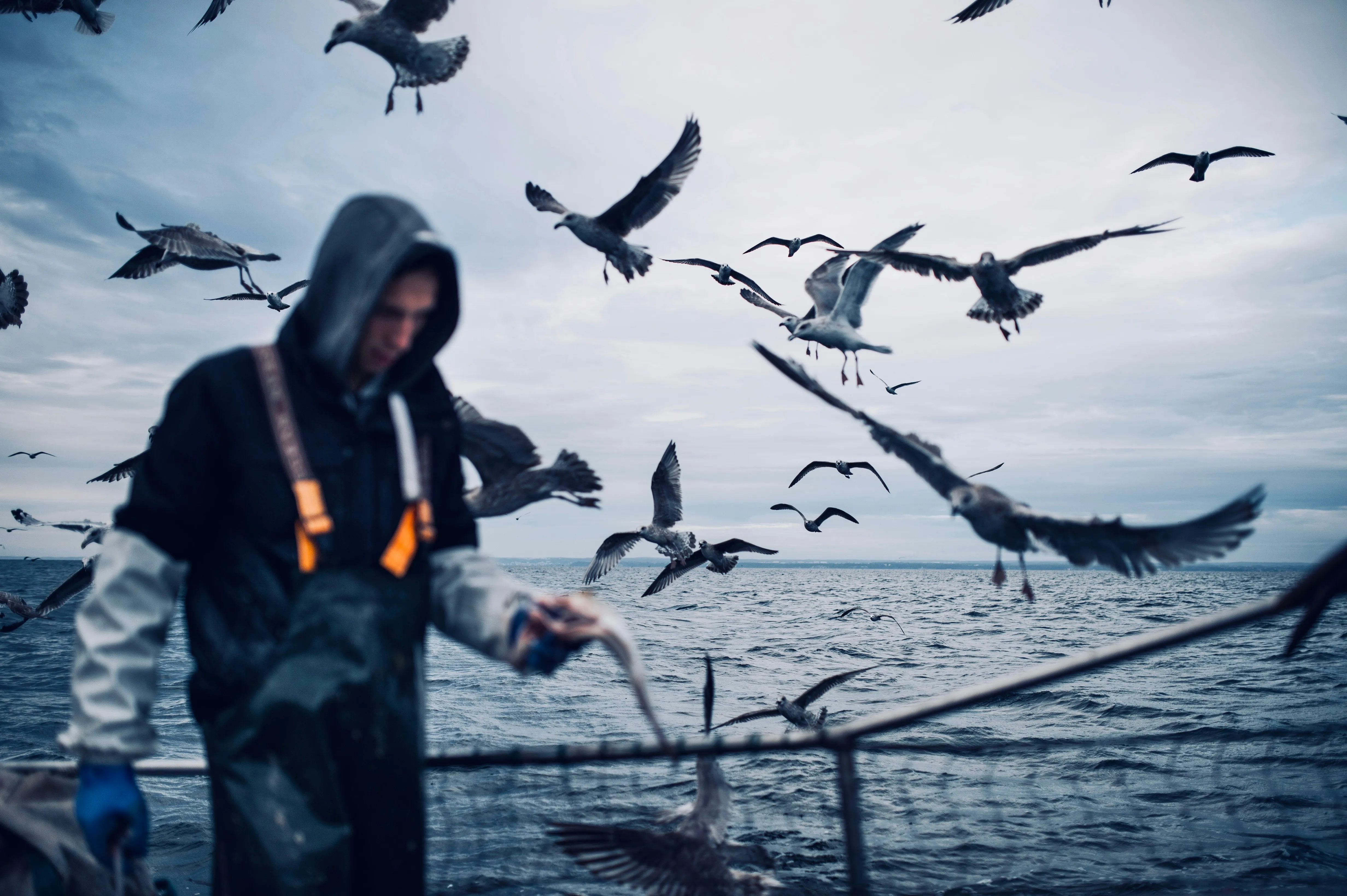 Fisherman working on a boat at sea with seabirds flying overhead during active fishing.