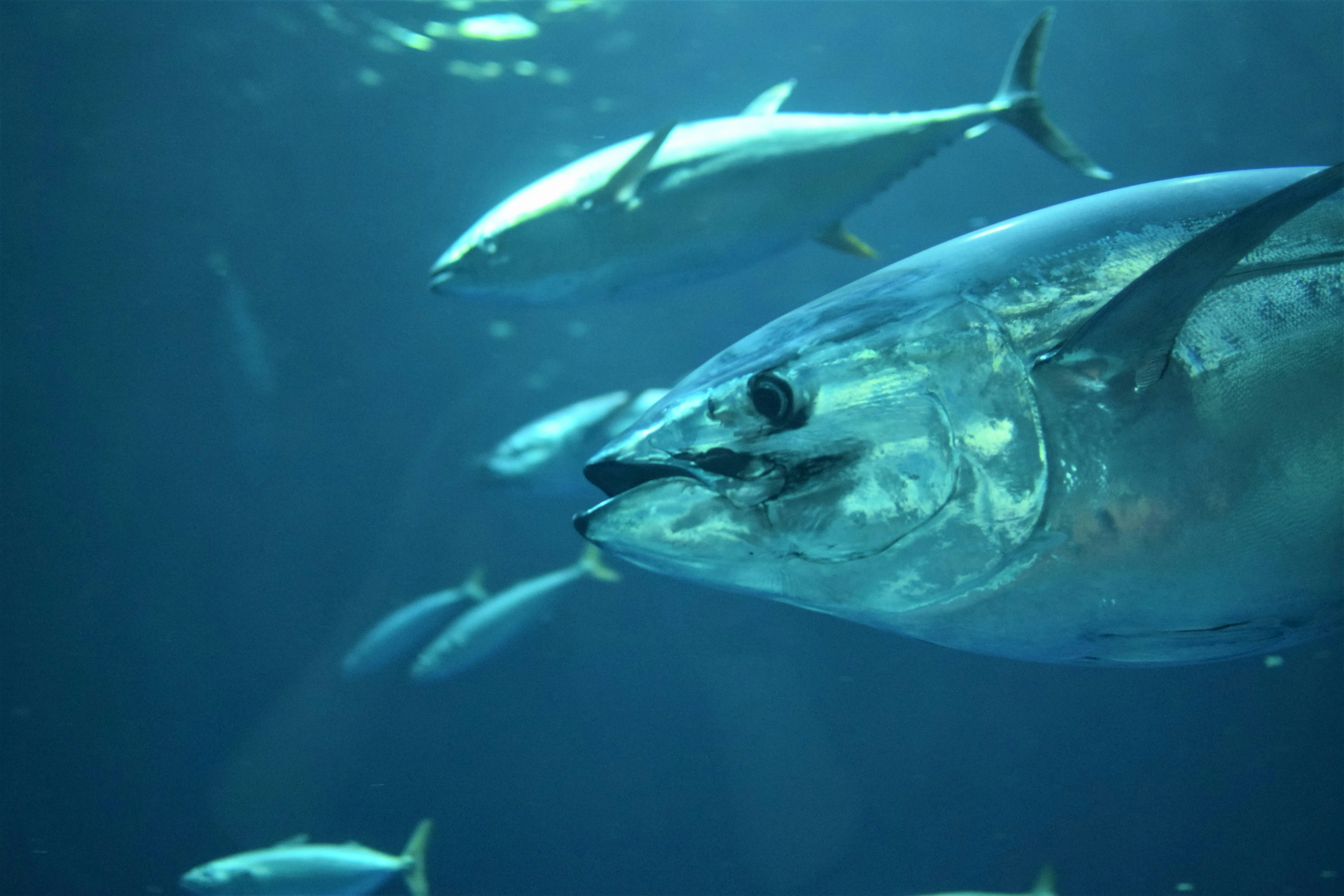 School of albacore tuna swimming underwater in open ocean, shown in their natural environment.