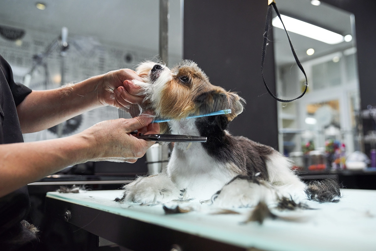 Dog being groomed at a pet salon with clippers and comb