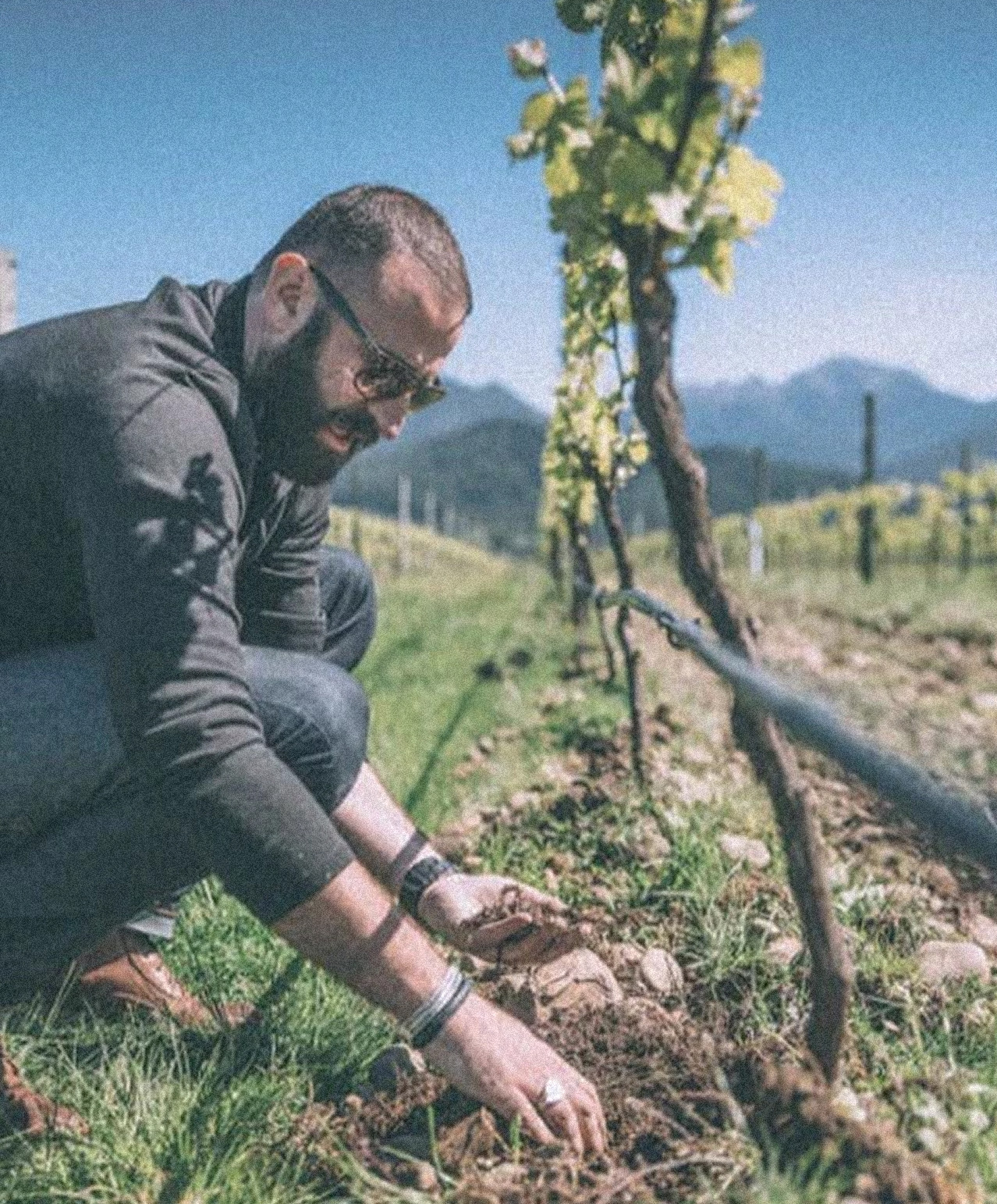 Andrew Bailey checking the soil on the vineyard
