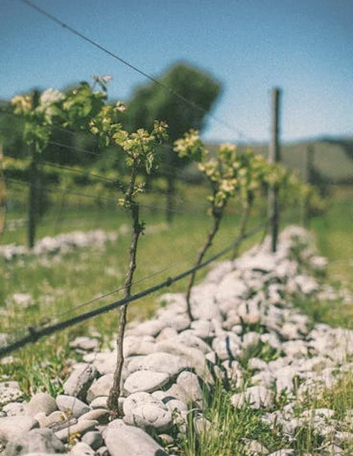 Close up of a grape wine on a summer day.