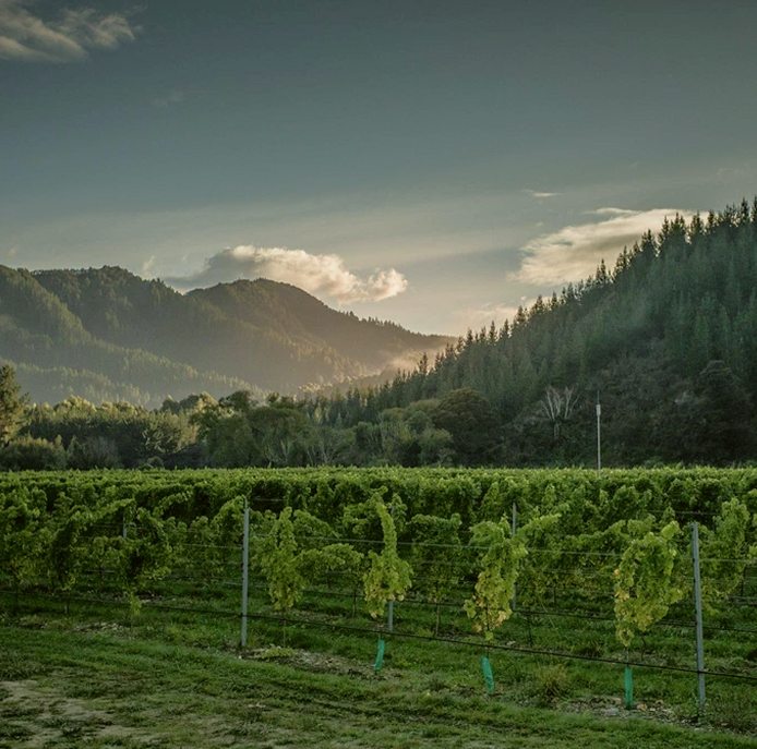 Vineyard in the Marlborough region.