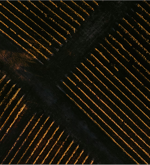Aerial shot of the vineyard.