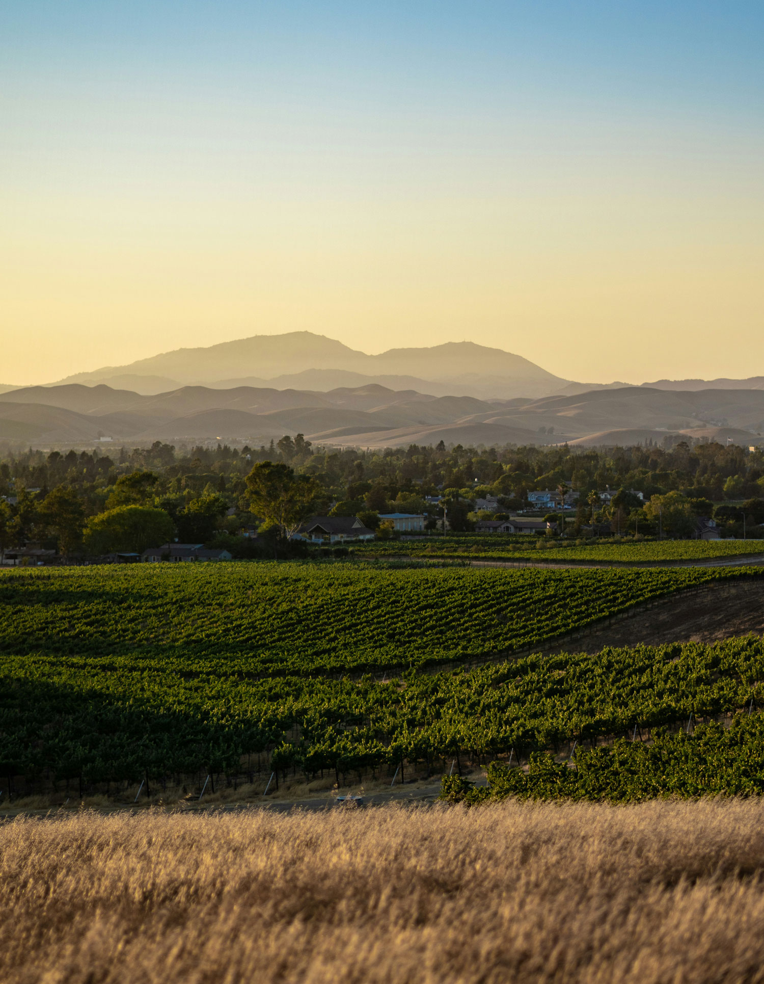 Vineyard and rolling hills in the Sonoma region