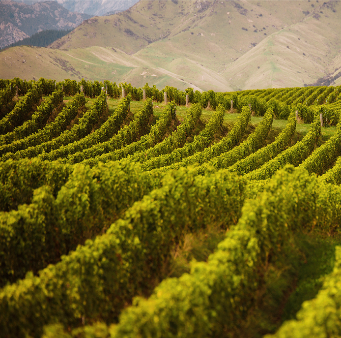 Vineyard in the Marlborough region.